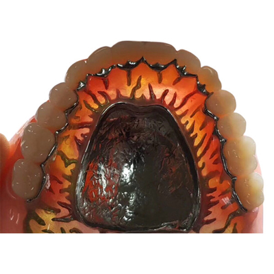 FDA removível completo 3014652903 dentes compostos da dentadura da coroa da resina