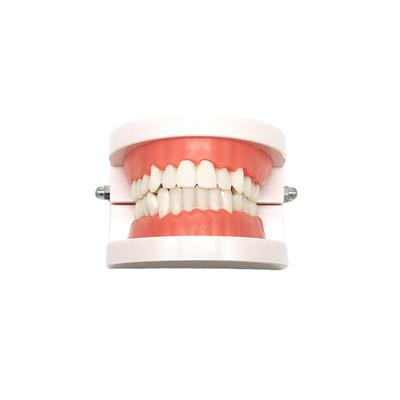 Dentadura Modelo Dentadura Aparelho Funcional Dentadura Modelo Oral Dentadura