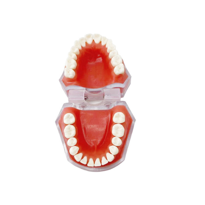 Materiais Dentários Modelos Dentes Destacáveis ​​Aprendendo a Praticar Extrações Dentárias
