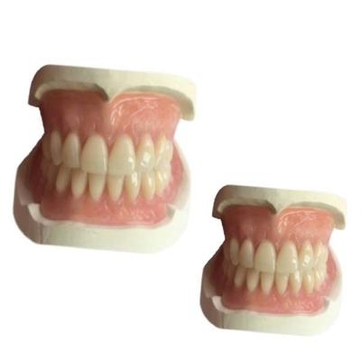 O laboratório dental CAM 3D de borracha da dentadura do CAD imprimiu a máscara de Natrural da coroa do dente